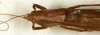 CollectionObject 1573743; 1cba17a3-d796-4994-8dee-590905c69c1d: male, dorsal view (syntype). (CollectionObject).