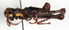 CollectionObject 1541186; ac7bd828-c7c4-4806-a3d5-31b1350a1b99: male, lateral view (holotype). (CollectionObject).