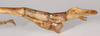 CollectionObject 1563482; ce82e9ab-7f2f-4d5b-a4fd-84d0be9af5f5: copyright ZSMC. male: end of abdomen, lateral view (holotype). (CollectionObject).