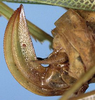 CollectionObject 1532204; NMW 9971, 2a9ef488-dc70-4c77-a916-248b4be88212: female ovipositor (holotype). (CollectionObject).