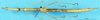 CollectionObject 1507040; e2539804-4afd-4fb8-b36f-a9541aaf6800: male, ventral view (holotype). (CollectionObject).