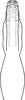Aedeagus, ventral view: Aedeagus, ventral view. (Observation).