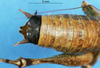 CollectionObject 1479238; e3bdfd03-41b6-48e1-aa69-d1b6419e755a: male abdominal apex (paratype). (CollectionObject).