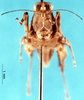 male, frontal view (holotype). Depicts CollectionObject 1505358; 20c77a12-f666-4697-b728-e9d1c7ffd70d, a CollectionObject.