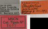 CollectionObject 1535996; 5ea0c803-215c-47ef-83f4-9fae6c5a2166: labels (paratype). (CollectionObject).