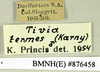 CollectionObject 1573112; ee5373a7-603b-48f3-8863-da6d92421ff8: Copyright Natural History Museum, London. Labels from non-type (adult male) in BM(NH). (CollectionObject).