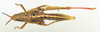 CollectionObject 1518460; 39bfeb95-e549-4e02-b460-f2c0c50ff547: female, dorsal view (holotype). (CollectionObject).