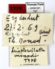 CollectionObject 1587490; MNHN(SF IMPORT DUPLICATE) MNHN-EP-EP747, 3eb15a2a-fc2f-481f-88d5-e0eb20c91ded: CC BY-NC-ND 4.0/MNHN - Depraetere Marion - 2014. Type, male, of monodi Chopard, 1969. Specimen number: MNHN-EP-EP747. http://coldb.mnhn.fr/catalognumber/mnhn/ep/ep747. (CollectionObject).