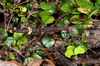 Micrarchus hystriculeus (Westwood, 1859): copyright Paul D. Brock. female, Wellington, Otari-Wilton's Bush, 15 February 2015. (Otu).