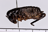 CollectionObject 1505602; 72605de9-5a50-4d26-bd40-f4a1b4ca69f3: male, lateral view (holotype). (CollectionObject).