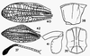 Gomphocerus (Bolivarianus) hemipterus Karabag, 1953: (Otu).