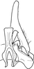 Subgenital plate: !! display not done !! on Drabescus remotus (Walker, 1851): Subgenital plate, dorsal view. (Observation).