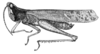 Phaeoparia lineaalba lineaalba (Linnaeus, 1764): Fig. 9. male habitus (neoparatype). (Otu).