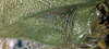 CollectionObject 1517511; cac4caa4-1368-4d8b-b6b7-9ef672b0ce47: stridulatory area of left tegmen (holotype of Orophus decisus). (CollectionObject).