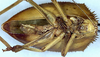 Aspidonotus spinosus Brullé, 1835: male nymph, ventral view (not a type). (Otu).