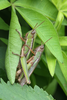 FieldOccurrence 3629; 8aff1e90-7c07-40fb-9df0-dedfd78105c4; Argentina: Buenos Aires
Parque Pereyra, 2016/04/09: pair (April 2016). (FieldOccurrence).