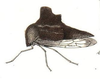 Habitus, lateral view: !! display not done !! on Heliria fagi (Fitch, 1851): (Observation).