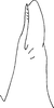 Pygofer, dorsal view: Pygofer, dorsal view. (Observation).