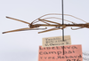 CollectionObject 1559336; 74dd9b6c-5bbe-4fe2-b63e-5c41c2e671a8: copyright ANSP. male: head & thorax, lateral view (holotype). (CollectionObject).
