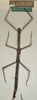 CollectionObject 1557828; 91c5cc64-746b-48a9-84f5-ac2c31d11e3d: copyright NMW, Vienna. female of synonym Carausius ribbei (syntype). (CollectionObject).
