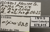 Other on Cuerna alpina Oman & Beamer, 1944: Labels. (Observation).