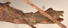 CollectionObject 1560672; e3e29883-1467-4429-bd3a-03a01de2eb54: copyright OUMNH. female: end of abdomen, lateral view (holotype). (CollectionObject).