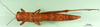 CollectionObject 1501264; b39b2aab-fa63-49b1-afe2-e97f36acea28: female, dorsal view (holotype). (CollectionObject).