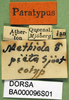 CollectionObject 1590656; 43547914-3014-4cb1-8c78-1f43f9e3e430: labels (paralectotype). (CollectionObject).