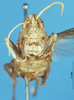 CollectionObject 1507084; d503f94b-37ee-4a0a-ba57-9271dfb19745: female, frontal view (holotype). (CollectionObject).