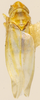 Habitus, dorsal view on Erythridula cuneata (Beamer, 1930): Habitus (holotype, KSEM collection). (Observation).