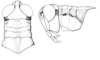 Ronderosia bergii (Stål, 1878): Fig. 1E-F. head and pronotum, color patterns. (Otu).