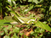 FieldOccurrence 133; 842ae0a7-e065-4e14-869e-d9a229659eb3; W Usambara Mbale Escarpment, 2018/06/11: male, lateral view. (FieldOccurrence).
