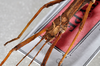 CollectionObject 1564085; 778559a9-acc6-492d-9f04-cefe26ea80e8: copyright Philippe Lelong ASPER. male, head, close-up (holotype). (CollectionObject).