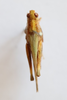 CollectionObject 1591764; 67a4e28f-af10-49fe-8cb8-6dc942c84e58: male, dorsal view (paratype). (CollectionObject).