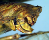 CollectionObject 1500618; c4a4a589-326c-4011-aff6-0709807a7fe2: ovipositor (holotype). (CollectionObject).