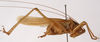 CollectionObject 1534476; d6db73e6-d256-4476-9255-700965bd9e6a: male, lateral view (syntype). (CollectionObject).