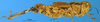 CollectionObject 1565651; 171eb416-728b-41f3-8dc6-378b2fd4db8a: female, lateral view (allotype). (CollectionObject).