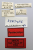 CollectionObject 1578586; e1a71ac7-389a-4cfe-8c0d-e00d89bbce25: labels (paralectotype). (CollectionObject).