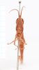 CollectionObject 2053562; 59aed29a-c99c-4c80-83a6-875e620c6f57, CNMS 3781: female, frontal view (paratype). (CollectionObject).