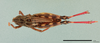Pararcyptera: Arcyptera (Pararcyptera) microptera karadagi Karabag, 1956: male, dorsal view (holotype). (Otu).