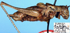 CollectionObject 1517486; f8bcb858-e7ac-4cb4-aa64-6847098851a5: male, lateral view (holotype). (CollectionObject).