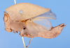CollectionObject 1540250; 667eab86-5a2f-412b-98aa-e168ae6ac9bc: male, lateral view (holotype). (CollectionObject).
