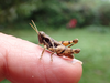 FieldOccurrence 82; 80014ba3-74ff-4d0a-8acc-3fcff6197a62; Tanzania
Lake Chala eastern slopes Kilimanjaro, 2020/02/??: male. (FieldOccurrence).