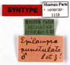 CollectionObject 1587190; MNHN(SF IMPORT DUPLICATE) MNHN-EP-EP1103, 25e1d013-1a58-4631-8190-ca930d170d8a: CC BY-NC-ND 4.0/MNHN - Depraetere Marion - 2014. Non type, male. Specimen number: MNHN-EP-EP1103. http://coldb.mnhn.fr/catalognumber/mnhn/ep/ep1103. (CollectionObject).