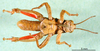 CollectionObject 1590811; 3b414609-a902-40db-9b57-4b417d911168: male, ventral view (paratype). (CollectionObject).