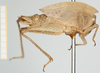 CollectionObject 1517881; 5ce6c63d-debd-4298-aa57-9d76d6b64ed1, NHMUK010924395: female (holotype), lateral view. (CollectionObject).