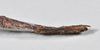 CollectionObject 1563989; ac1d021f-1ab2-4832-91a9-6446fe3be265: copyright Paul D. Brock. female: end of abdomen, ventral view. (CollectionObject).;CollectionObject 1563990; 5dd91c0f-63c0-4cfb-865d-b35d97968929: copyright Paul D. Brock. female: end of abdomen, ventral view. (CollectionObject).
