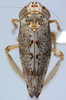 Habitus, dorsal view on Discolopeus viraktamathi Stiller, 2019: Habitus, male, dorsal view. (Observation).