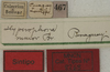 labels (syntype). Depicts CollectionObject 1535907; f13f456b-d421-486a-a9f9-1dc2dcf72abf, a CollectionObject.