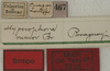 CollectionObject 1535907; f13f456b-d421-486a-a9f9-1dc2dcf72abf: labels (syntype). (CollectionObject).